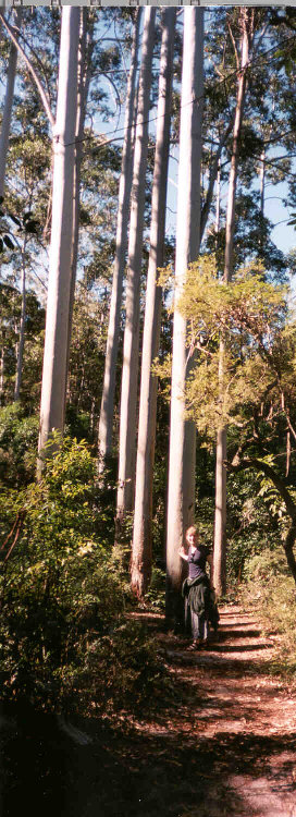 Gum Trees on Fraser Island off the east coast of Australia  ... Click here to return to this photo's thumbnail in the Travel Photo Index