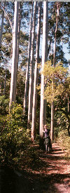 Gum Trees on Fraser Island off the east coast of Australia