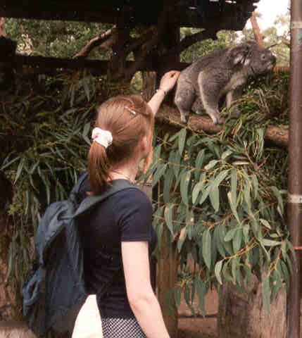Koala! ... Click here to return to this photo's thumbnail in the Travel Photo Index