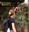 Koala!